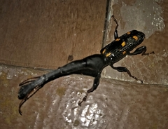 Eutrachelus temminckii