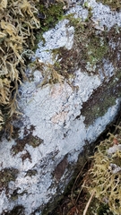 Coccotrema maritimum