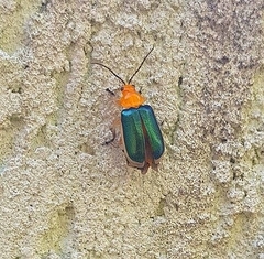 Cacoscelis marginata