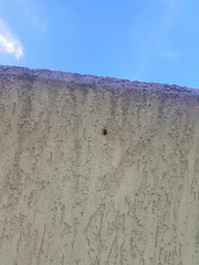 Cacoscelis marginata