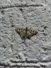 Conchylodes aquaticalis