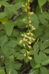Oreorchis patens