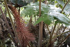 Gunnera brephogea