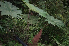 Gunnera brephogea