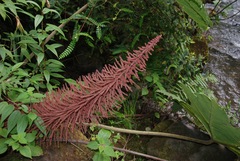 Gunnera brephogea