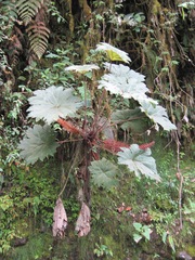 Gunnera brephogea