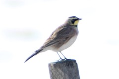 Eremophila alpestris merrilli