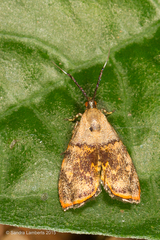 Rhobonda gaurisana