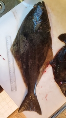 Hippoglossus stenolepis