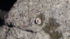 Coelotrochus viridis