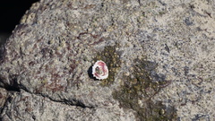 Coelotrochus viridis