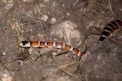 Lampropeltis knoblochi