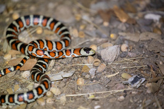 Lampropeltis knoblochi