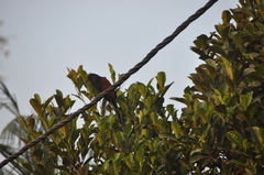 Centropus sinensis parroti