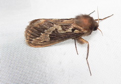 Eudalaca ammon