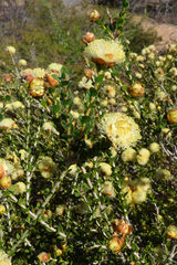 Melaleuca megacephala
