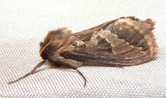 Eudalaca ammon