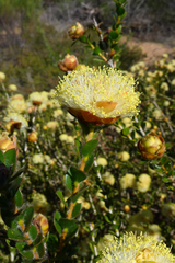 Melaleuca megacephala