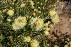 Melaleuca megacephala