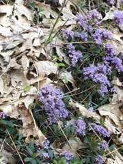 Ceanothus prostratus prostratus