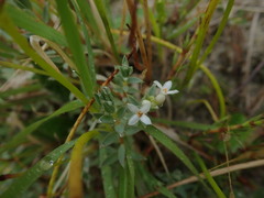 Pimelea lyallii