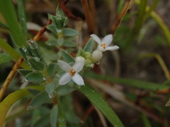 Pimelea lyallii