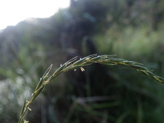 Stenostachys gracilis