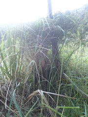 Stenostachys gracilis