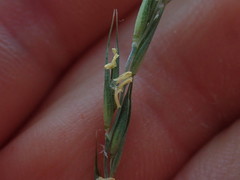 Stenostachys gracilis