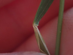 Stenostachys gracilis