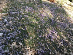 Ceanothus prostratus prostratus