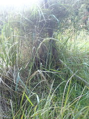 Stenostachys gracilis