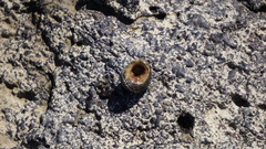 Diloma bicanaliculatum