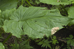 Symplocarpus renifolius
