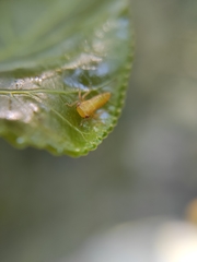 Rhytidodus decimusquartus