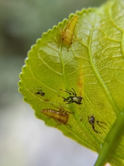 Rhytidodus decimusquartus