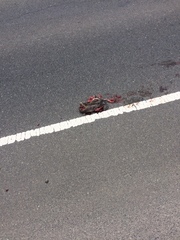 Pseudocheirus peregrinus