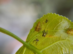 Rhytidodus decimusquartus