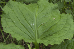 Symplocarpus renifolius