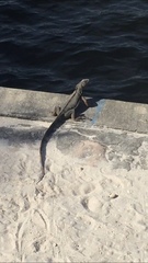 Iguana iguana
