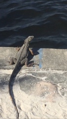 Iguana iguana