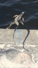 Iguana iguana