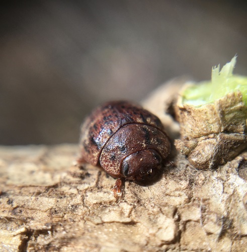 Australian Tortoise Beetle photo 4