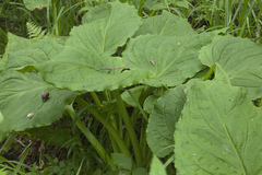 Symplocarpus renifolius