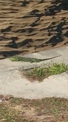 Iguana iguana