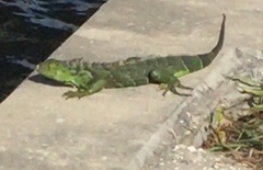Iguana iguana