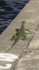 Iguana iguana