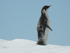 Aptenodytes forsteri