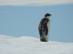 Aptenodytes forsteri
