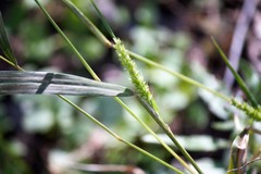 Setaria scheelei